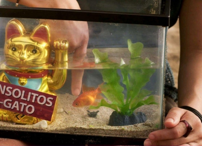 Los ins�litos peces gato�muestra el encuentro de la opacidad de la vida y el resplandor de la muerte. Tambi�n es un filme sobre la ausencia de los hombres, pero principalmente sobre el abandono.�Claudia Saint-Luce�construye su �pera prima con tintes autobiogr�ficos. La realizadora mexicana retoma sus propias vivencias ?su relaci�n con Martha y su amistad con una de sus hijas, Wendy Guill�n (quien se interpreta a s� misma en el filme)? para elaborar el �retrato de un ser arrojado al mundo que busca residir en alguna morada.  - ENFILME.COM